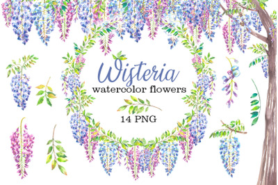 Wisteria watercolor flowers