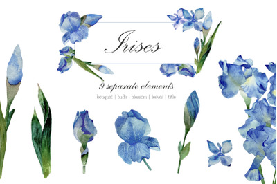 Watercolor Illustration Of Blue Irises, Floral Clipart PNG