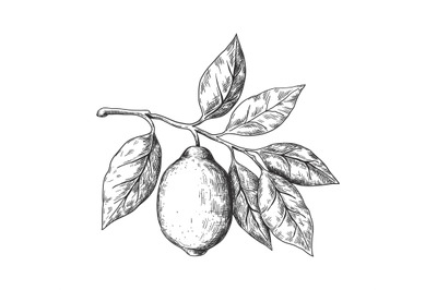 Hand drawn lemon. Sketch style fruit branch, whole fresh citrus with l