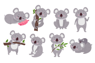 Cute koalas. Cartoon mascot, bear with eucalyptus tree branch and sitt