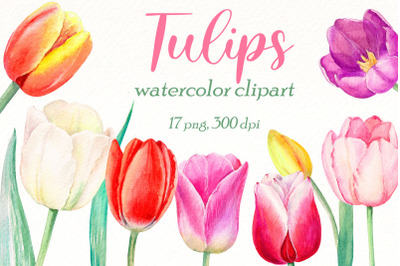 Watercolor Tulips clipart bundle | Spring flower| floral png.