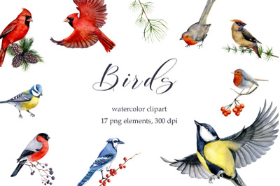 Watercolor Bird Clipart, Winter Birds, Cardinal Bluejay bullfinch PNG,