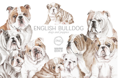 English Bulldog dogs and puppies