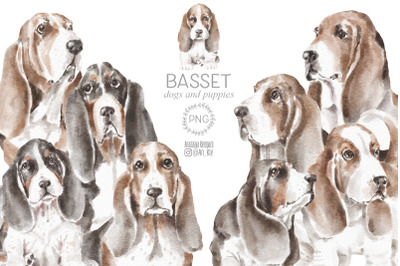 Basset Hound dogs and puppies