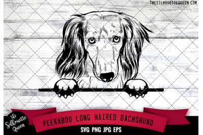 Long Haired Dachshund Peek A Boo | Peekaboo | Peeking Dog Face