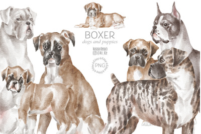Boxer dogs