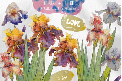Irises. Summer collection