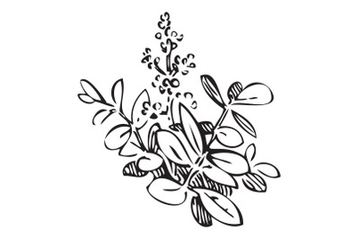 Hand drawn bush whith flowers&2C; branches&2C; leaves Meadow plant engraving