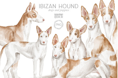 Ibizan hound dogs clipart