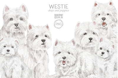 Westie dogs and puppies