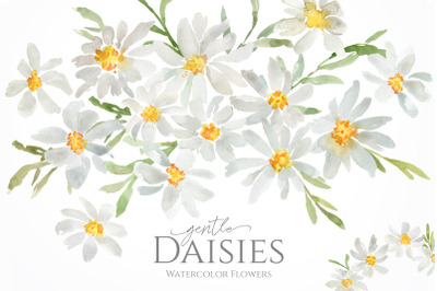 Watercolor Daisies Flowers Png