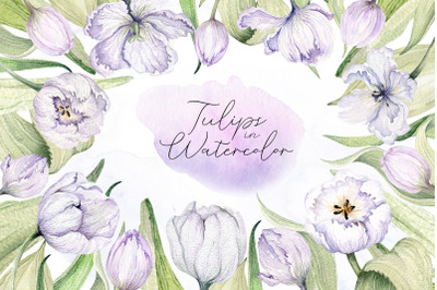 Watercolor tulips. Floral clip art, blossom watercolor, eco design PNG