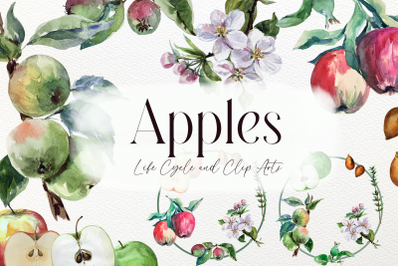 Watercolor Apple Life Cycle and Clip Arts