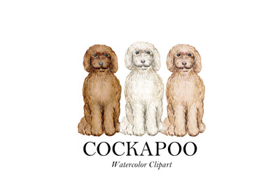 Cockapoo Watercolor Dog illustration Clip art Cockapoo Cream Apricot C