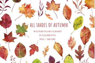 Fall leaves watercolor clipart, maple png, autumn leaves png