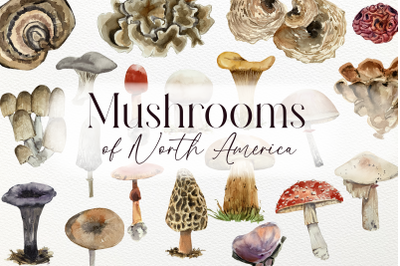 America Mushroom Watercolor Set