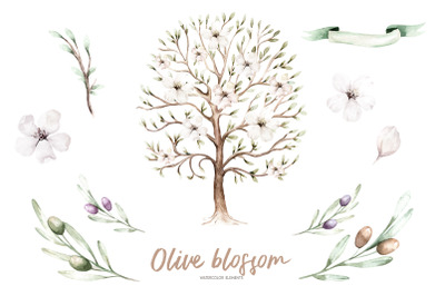 Olive blossom tree clip art Watercolor olive PNG set