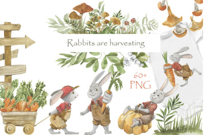 Rabbits are harvesting. Watercolor illustrations