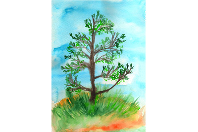 Pine tree. Watercolor landscape