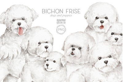 Bichon Frise dogs