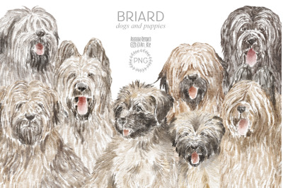 Briard dogs