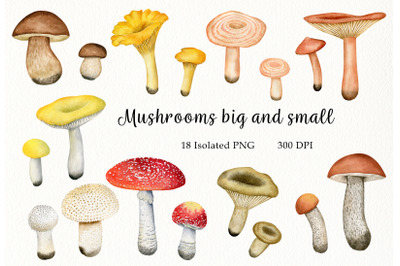 Watercolor Mushrooms Big and Small Clipart PNG