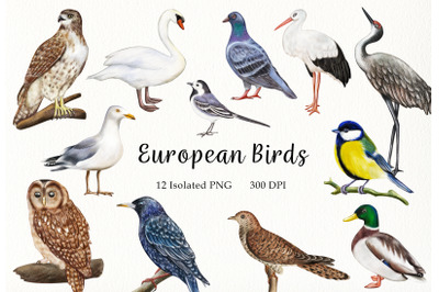 Watercolor European Birds Clipart. Hand Painted Forest Birds Set