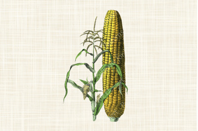 Vintage Corn Husk Clip Art