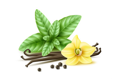 Realistic spices simple composition. Vanilla flower and pods, fresh gr