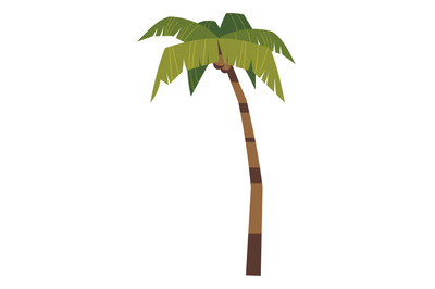 Cartoon palm. Exotic tree. Green hawaii plant