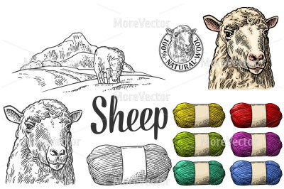 Sheep on meadow and Roll yarn with woolen thread for knitting. 