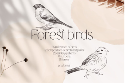 FOREST BIRDS sketches collection