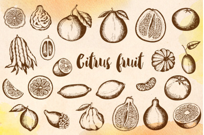 Vintage Citrus Fruits Design Kit
