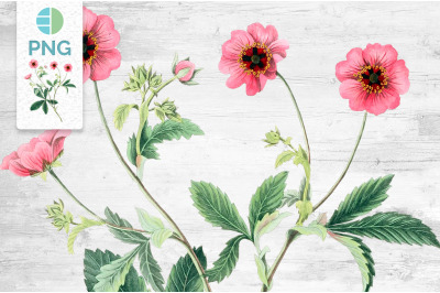 Flowers Pink Clipart