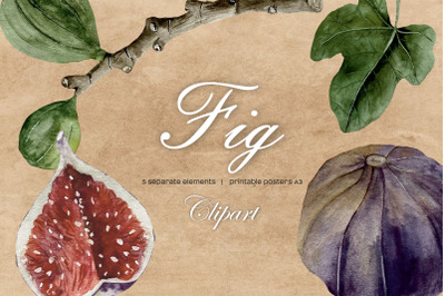 Watercolor Fig Clipart, Fig Studies branch, fig, seeds, leaf