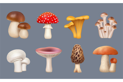 Mushroom realistic. Harvest forest plants chanterelle white mushrooms