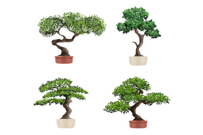 Decorative tree bonsai. Realistic botanical japanese plants nature gro