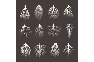 Root system. Wooden roots from tree botanical plants symbols creep for