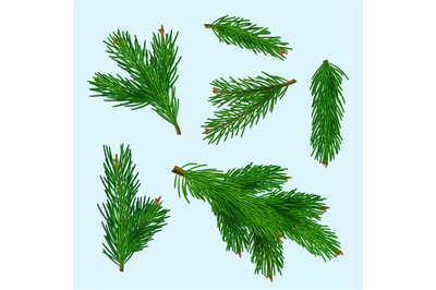 Christmas tree realistic. Xmas branches green winter plants for gifts