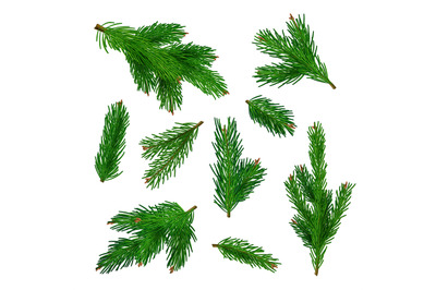 Green tree branches. Xmas traditional plant with needles decent vector