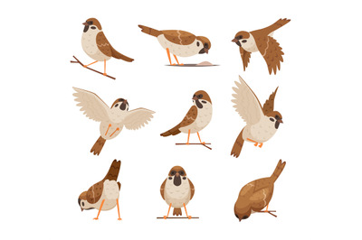 Cartoon sparrows. Wild funny animals flying brown birds moving chirp c