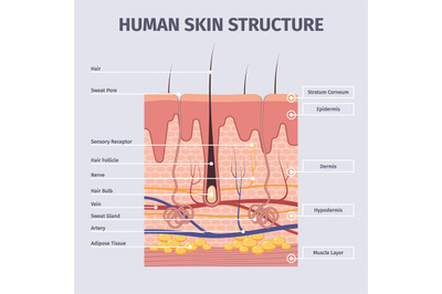 Skin layers. Detailed illustrations of human structure anatomy peles l