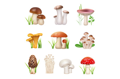 Mushrooms realistic. Vegetarian food nutrition fungus chanterelle tast