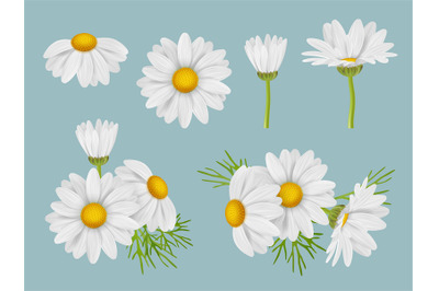 Chamomile flowers. Realistic botanical illustrations natural medical h