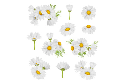 Camomile set. Beautiful botanical collections of medical healthy beaut