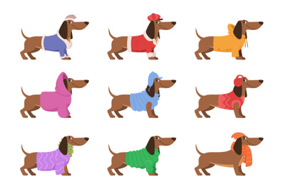 Dachshund. Funny happy dog in winter clothes cute decorative xmas long