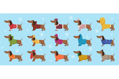 Dachshund in clothes. Winter decorative colored sweater on happy dog d