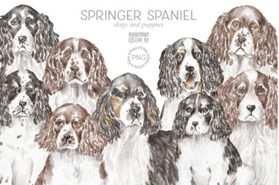 Springer Spaniel dogs