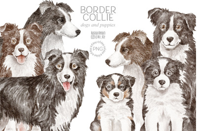 Border Collie dogs clipart