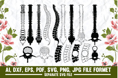 Anatomy Spine, anatomy, spine, skeleton, bones, medical, doctor, medic